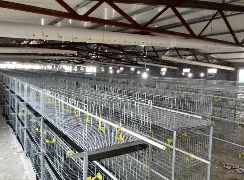 Wire Mesh Baby Chicken Cage for Sale